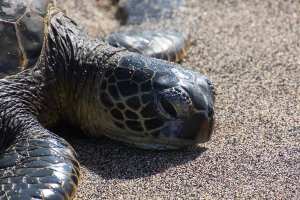 Морские черепахи на пляже — стоковое фото
