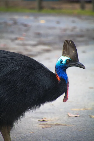 Helma cassowary v Etty Bay — Stock fotografie