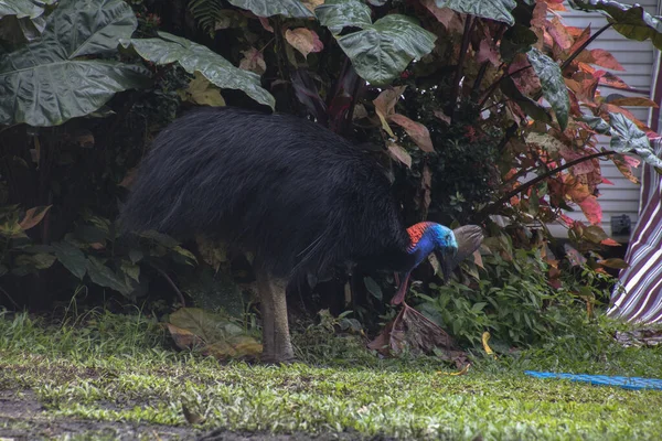 Helma cassowary v Etty Bay — Stock fotografie