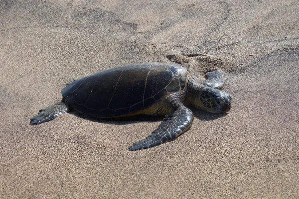 Морские черепахи на пляже — стоковое фото