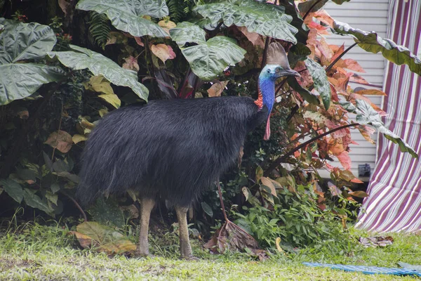 Helma cassowary v Etty Bay — Stock fotografie