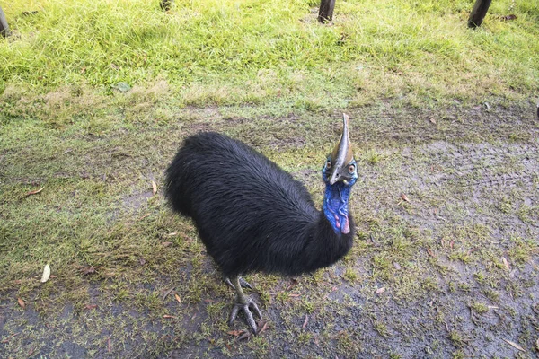 Helma cassowary v Etty Bay — Stock fotografie