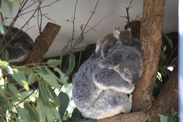 A Koala with a Young at the Lone Pine Sanctuary in Brisbane, Australia — Stock Photo, Image