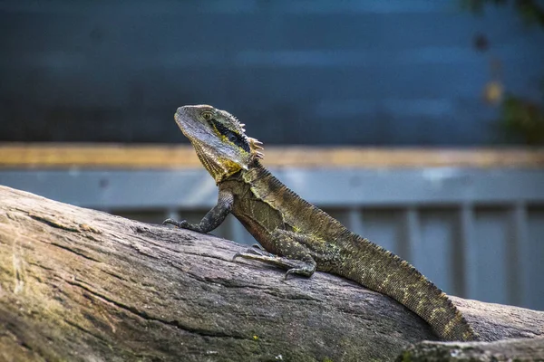 Moniteur de dentelle à Lone Pine Sanctuary — Photo