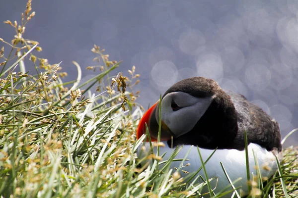 Puffins στο Látrabjarg — Φωτογραφία Αρχείου