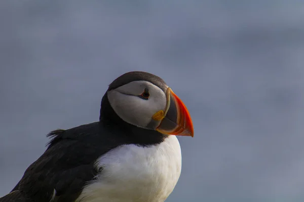 Puffins a Latrabjarg — Foto Stock