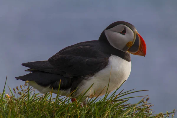 Latrabjarg的Puffins — 图库照片