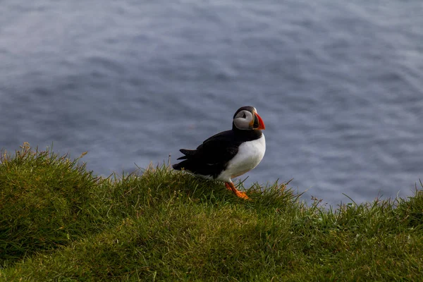 Latrabjarg的Puffins — 图库照片