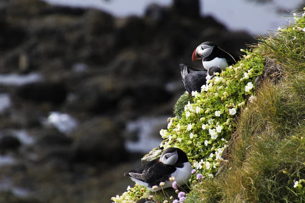 Latrabjarg的Puffins — 图库照片