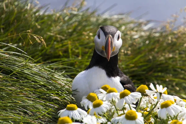 Latrabjarg的Puffins — 图库照片