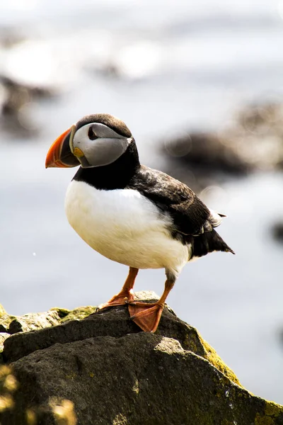 Frailecillos en Latrabjarg — Foto de Stock