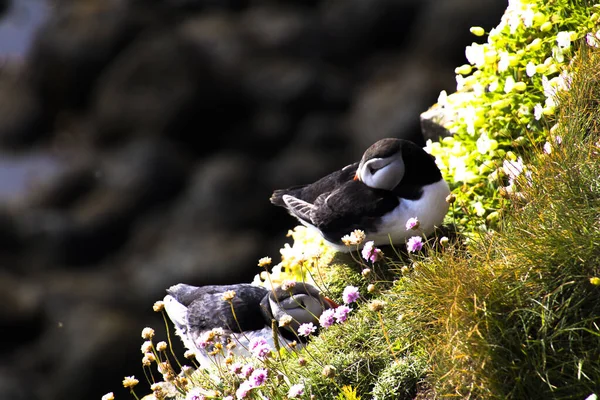 Puffins in Latrabjarg — Stock Photo, Image