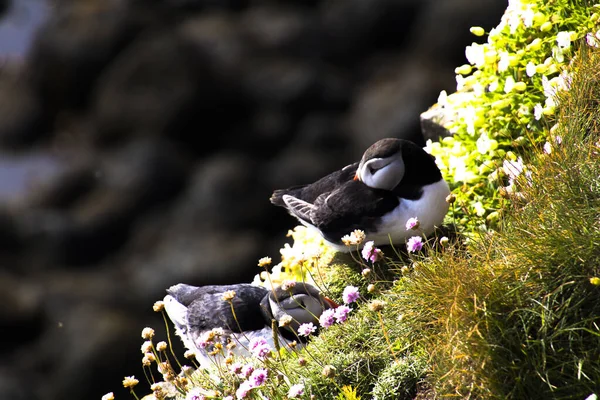 Latrabjarg的Puffins — 图库照片