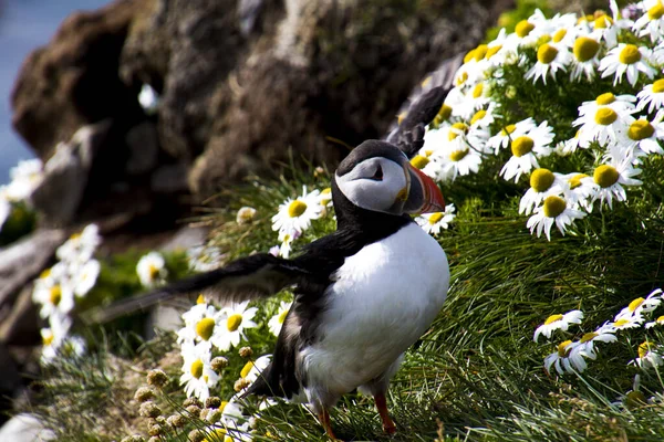 Latrabjarg的Puffins — 图库照片