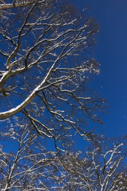 Güzel kış zamanı.