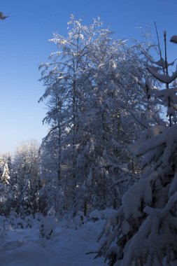 Güzel kış zamanı.
