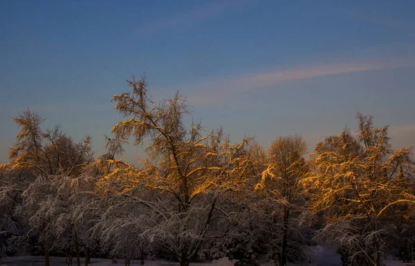 Mooie wintertijd — Stockfoto