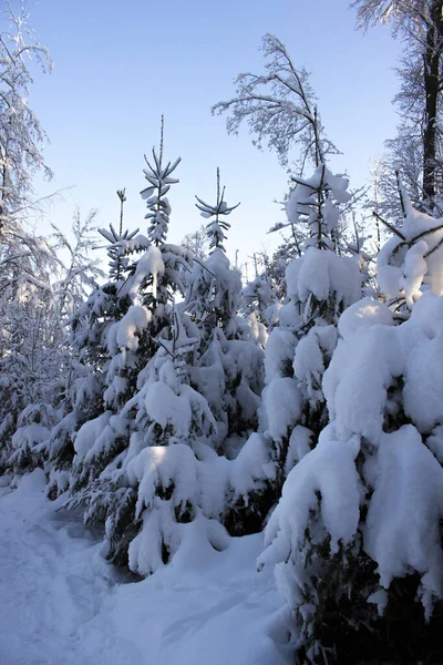 Tempo agradável inverno — Fotografia de Stock
