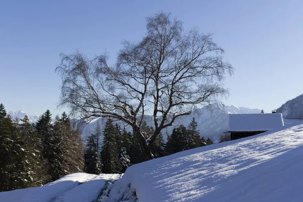 A snowy tree in winter