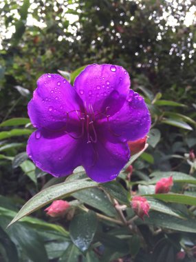 Yeşil çayırlarda menekşeler