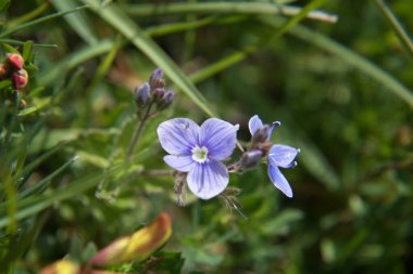 Yeşil çayırlarda menekşeler