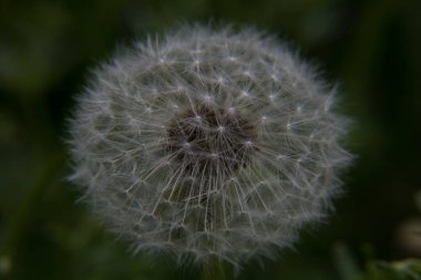 Kara hindiba çiçek