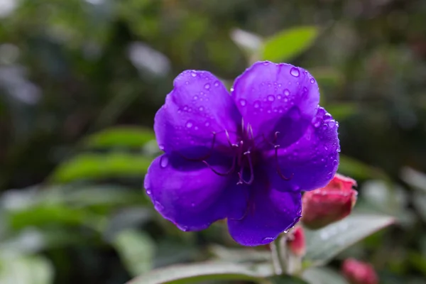 Violetas en un prado verde — Foto de Stock