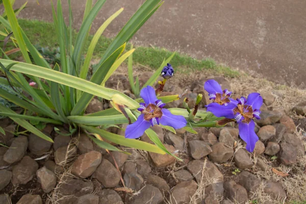 Violetas em um prado verde — Fotografia de Stock