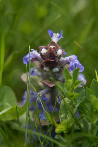 En lavendel blomma — Stockfoto