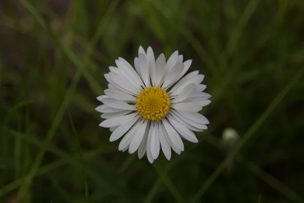 Ein weißes Gänseblümchen — Stockfoto