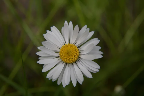 Ein weißes Gänseblümchen — Stockfoto