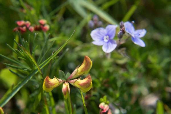 Violetas em um prado verde — Fotografia de Stock