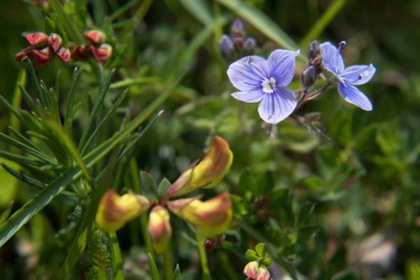 Violetas em um prado verde — Fotografia de Stock
