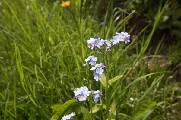 Violetas en un prado verde — Foto de Stock