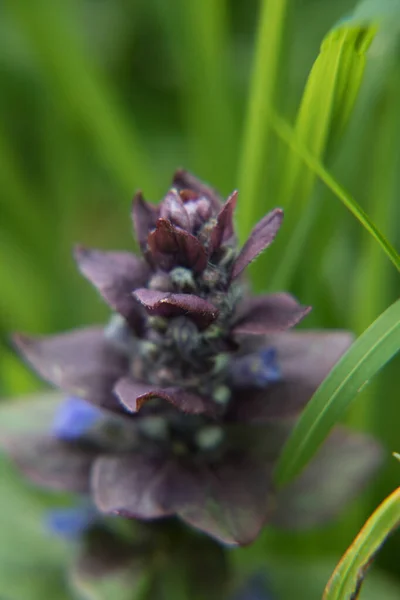 Un fiore di lavanda — Foto Stock