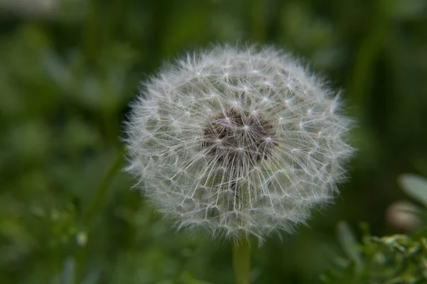 Diente de león en flor — Foto de Stock