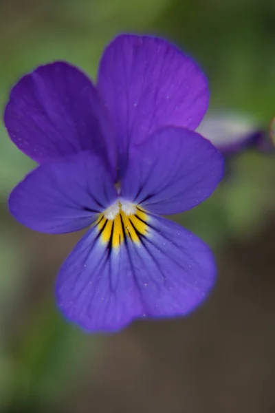 Violetas em um prado verde — Fotografia de Stock