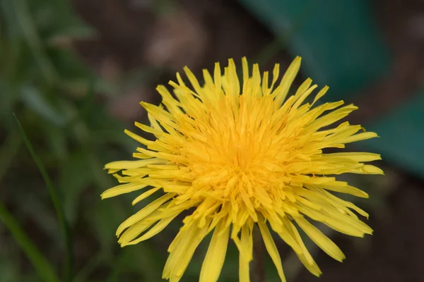 Maskros i blom — Stockfoto