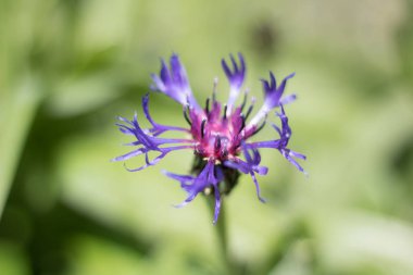 Menekşe şeytan pençesi