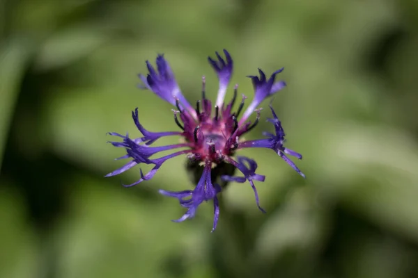 Uma garra de diabo violeta — Fotografia de Stock