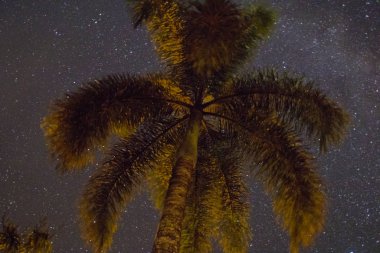 Yıldızlı gökyüzünün altında bir palmiye ağacı