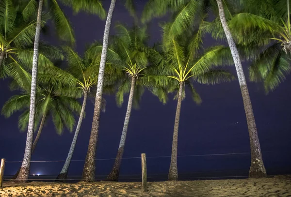 Una palmera bajo un cielo estrellado — Foto de Stock