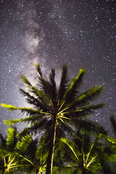 Een palm boom onder een sterrenhemel Stockafbeelding