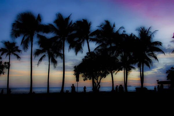 夕阳下的棕榈树 — 图库照片
