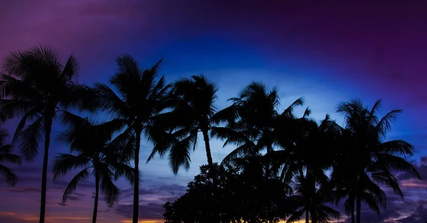 Palmeras en la puesta del sol —  Fotos de Stock