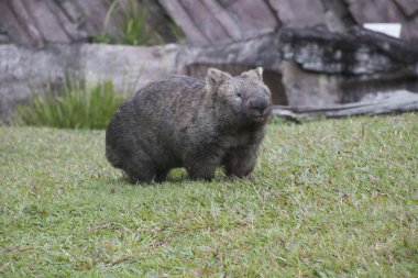 A cute wombat on the meadow