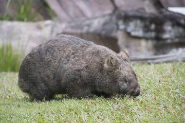 A cute wombat on the meadow