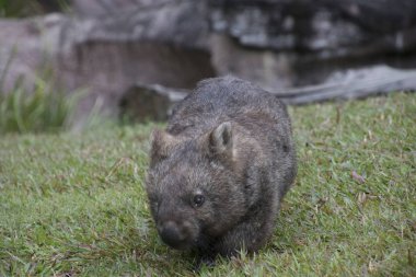 A cute wombat on the meadow