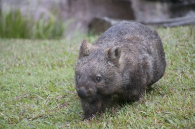 A cute wombat on the meadow