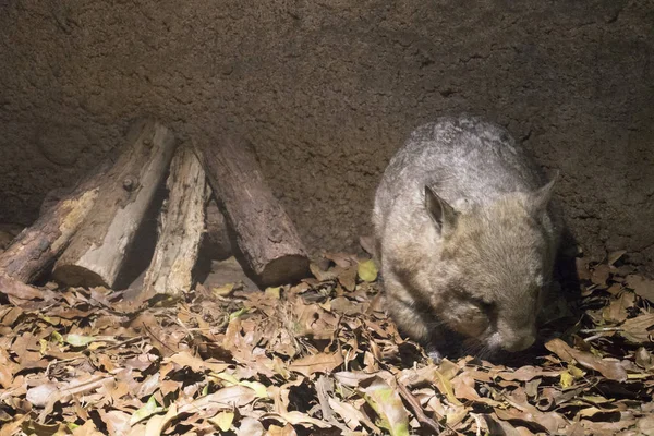 A wombat in its nest — Zdjęcie stockowe